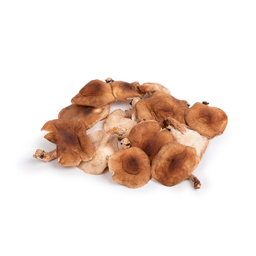 Shiitake Mushroom